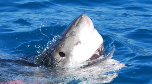 requin blanc australie