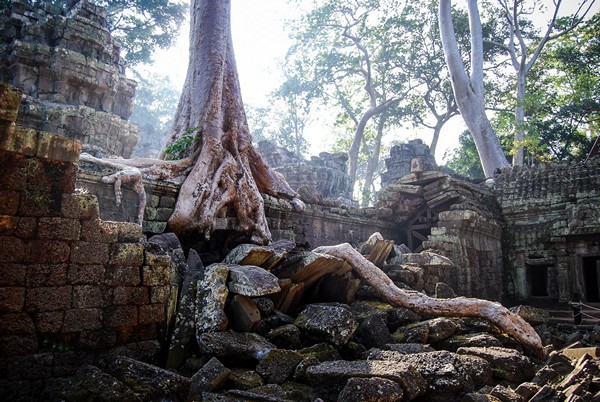 Photo Ta Prohm Angkor Vat Cambodge