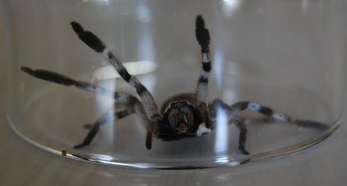 araignée mortelle australie