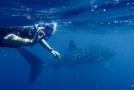 Australie: nager avec les requins baleines et raies manta à Exmouth