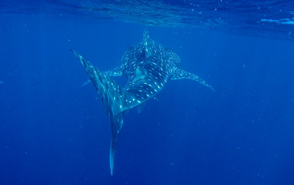 photo requin baleine australie 2