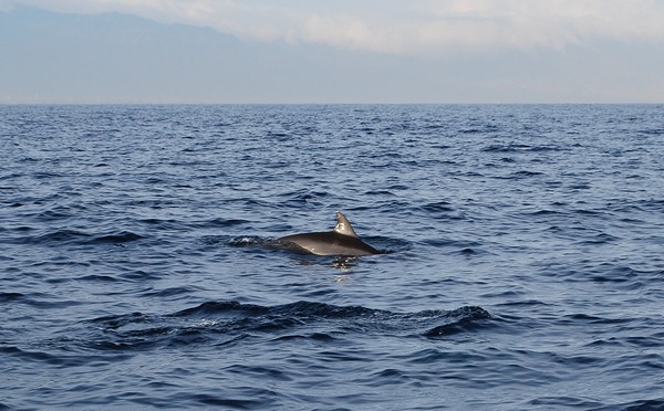photo dauphins bali indonésie