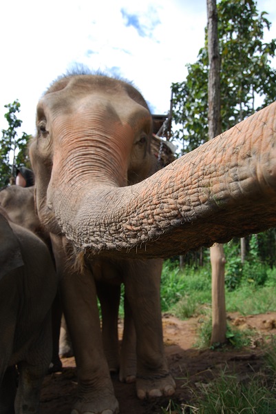 éléphant thailande
