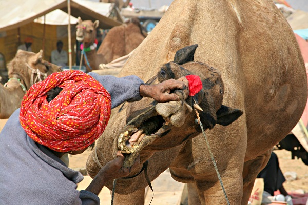 foire aux chameaux de Pushkar photos Inde